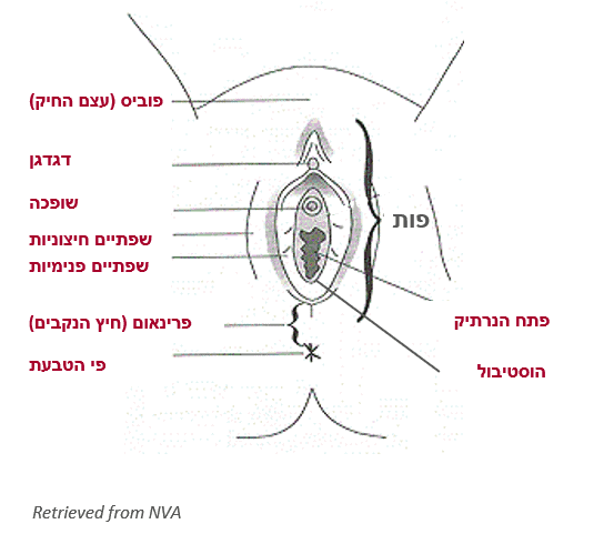 אנטומיה של פות